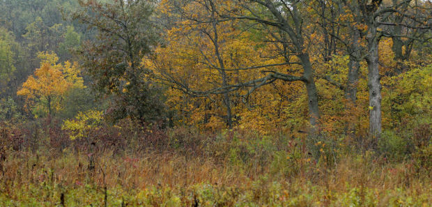 101314bp-fall-color-package-03
